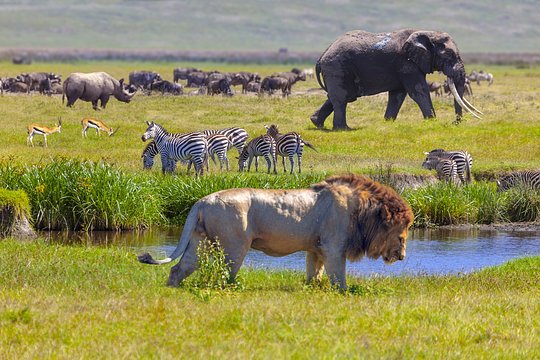 See Africa’s big game in the wild, it’s far different than the zoo!
