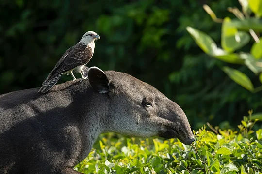 See animals you can only witness in the Amazon