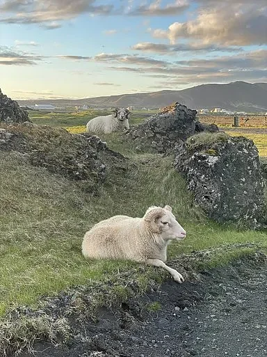 websitesheep