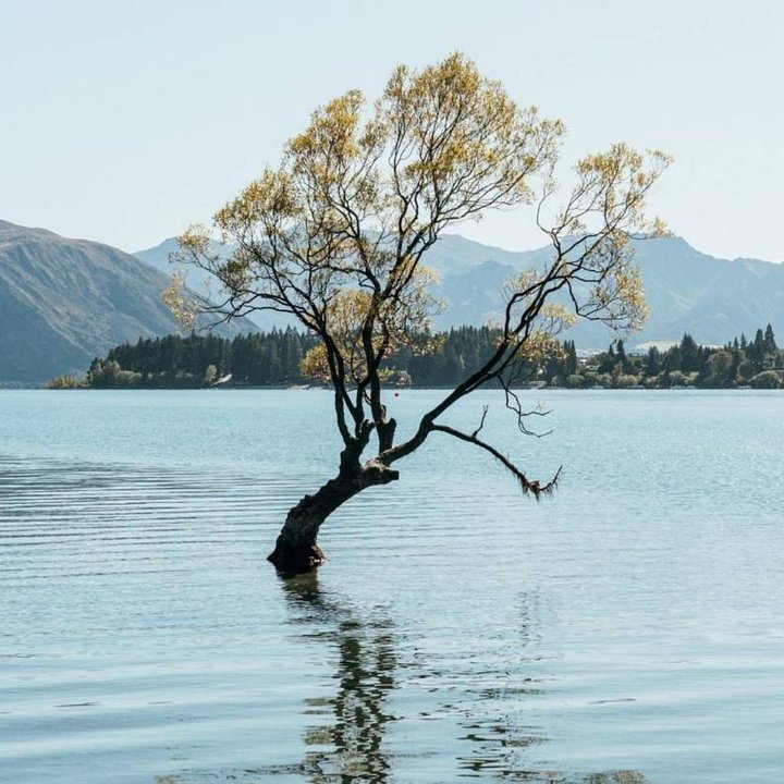 NewZealandtreeinthelake1