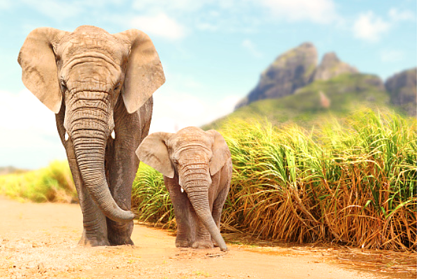 Elephants