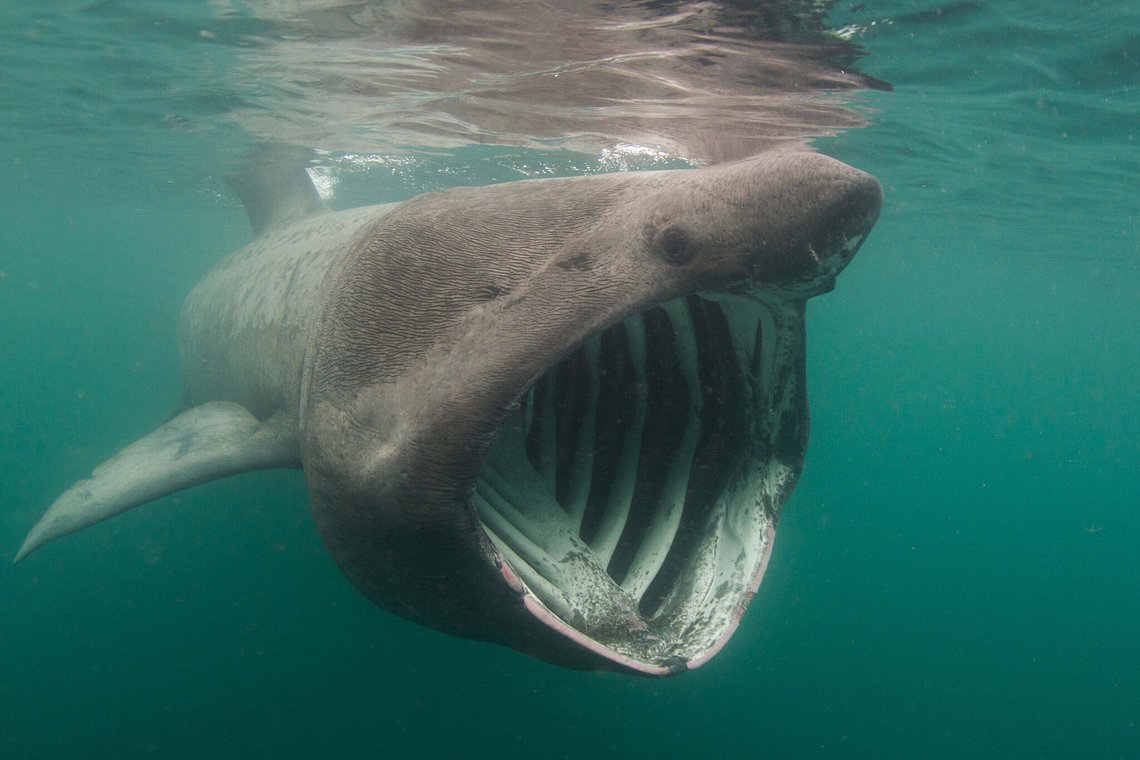 BaskingShark32048x1365