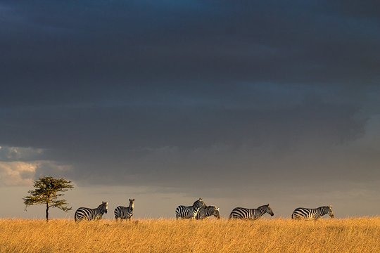 zebras