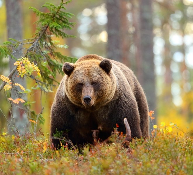 Bears in Romania