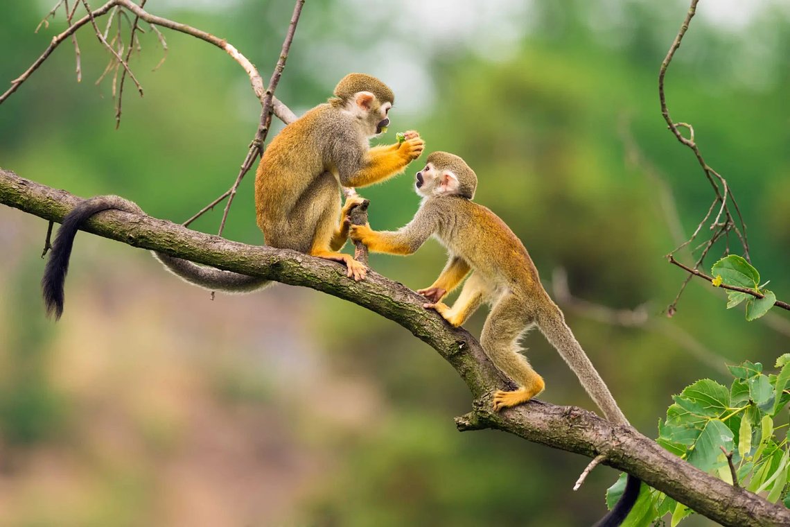 Commonsquirrelmonkeysplayingonatreebranch481257264_4895x326742048x1366.jpg_11zon