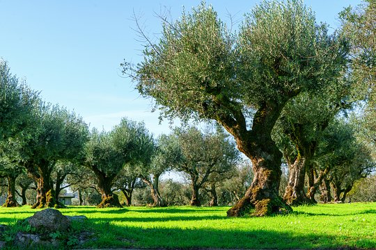 Visit and taste in a centuries old family-run olive mill 