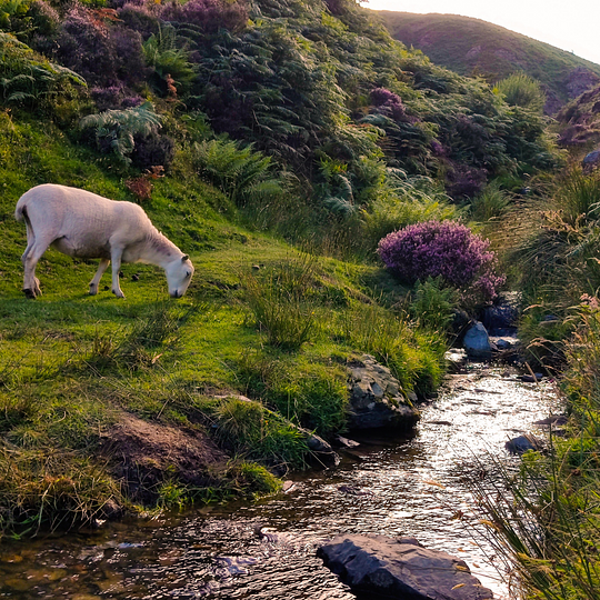 Explore Haughmond Hill, Shropshire