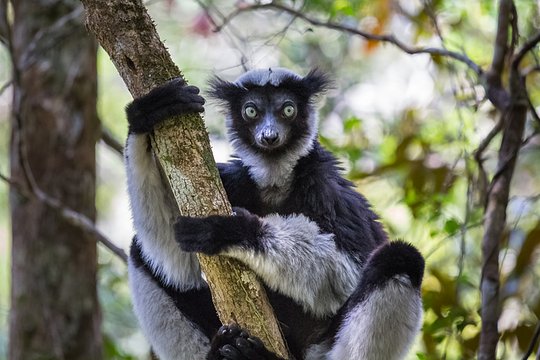 Encounter the Indri, Madagascar’s largest lemur