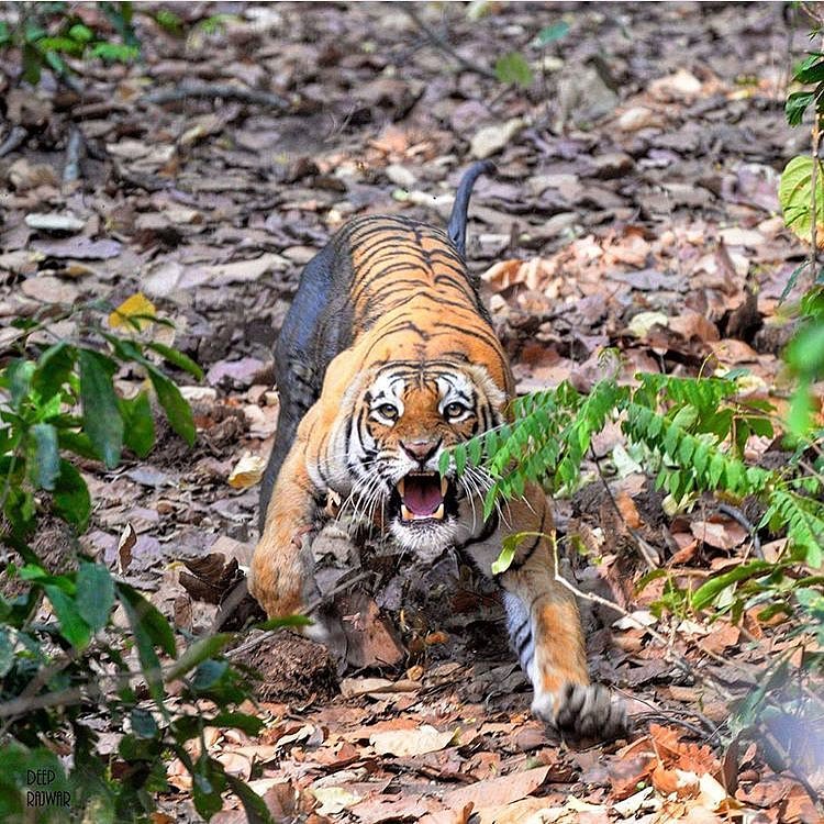 nationalparkchitwantiger