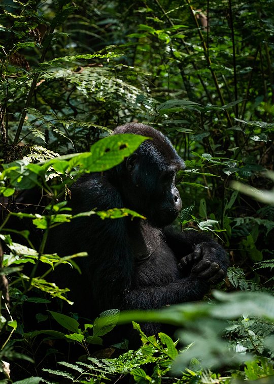 See Gorillas in the Wild