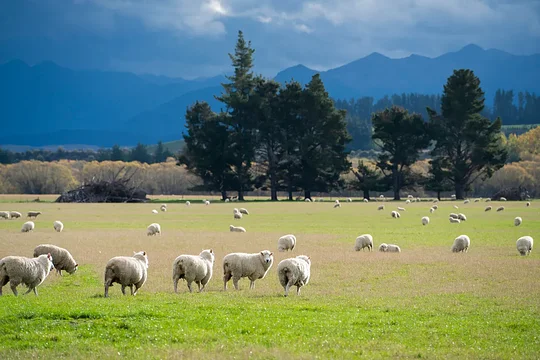 Visit a local sheep, beef & deer farm