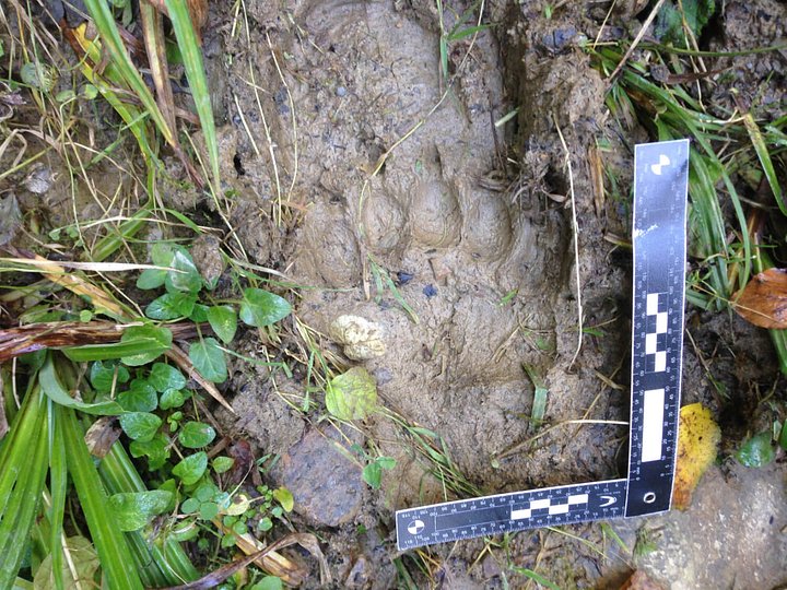 bisonbearchamois11