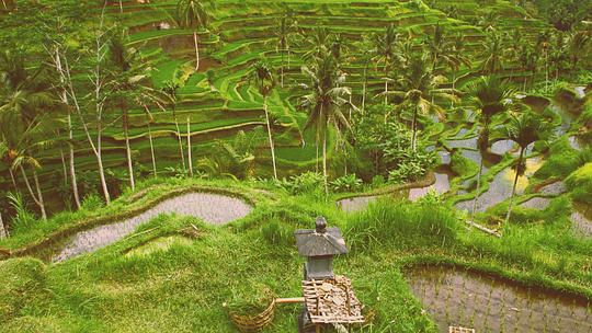 Trek through Tropical Bali