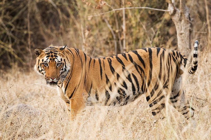 TigerMed