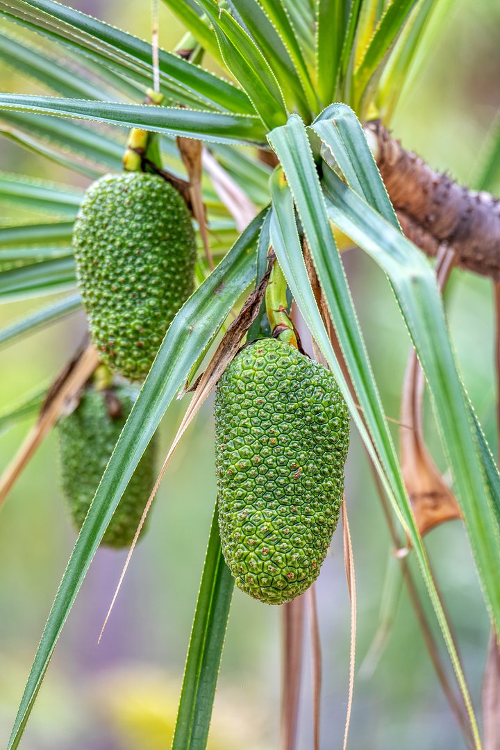 iStock1464482600