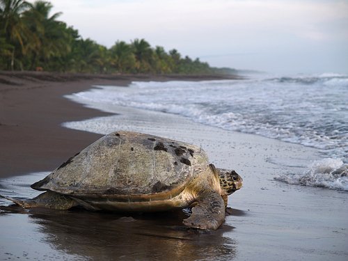 Las tortugas