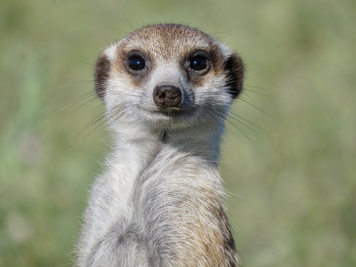 Meet with Meerkats