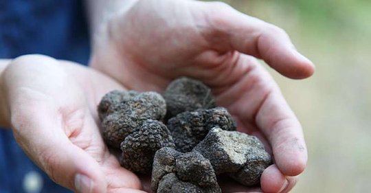 Learn to hunt for truffles, black gold