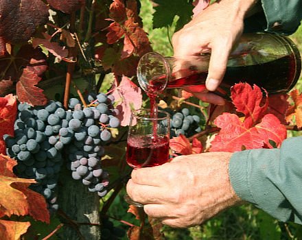 The Food & Wine