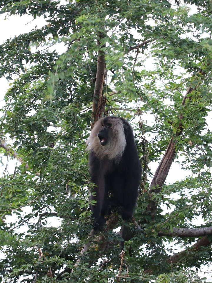 portraitofliontailedmacaquemacacasilenusfunnymonkeyfacetofacelookcleargreen.jpg_s1024x1024wisk20cBtN1rKkGJogcZsZrc6uZbkjfx8rKq1QUBkklV9OXDys