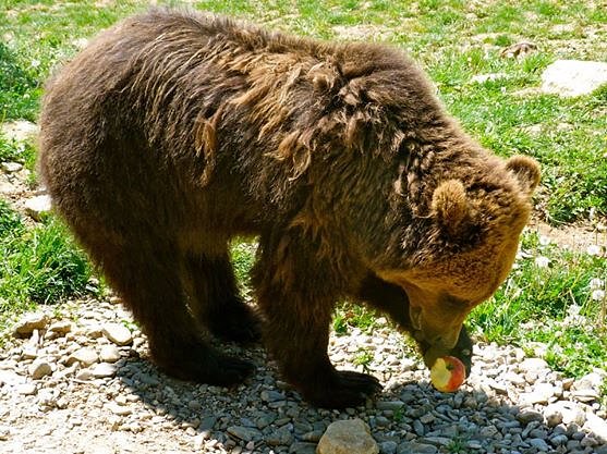 BrownBearTransylvaniaBranCastleBrasovBranCastleCarpathianMountains