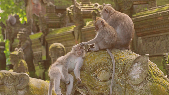 Ubud Monkey Forest