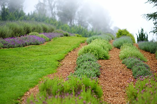 Explore vibrant fields at a local lavender farm!