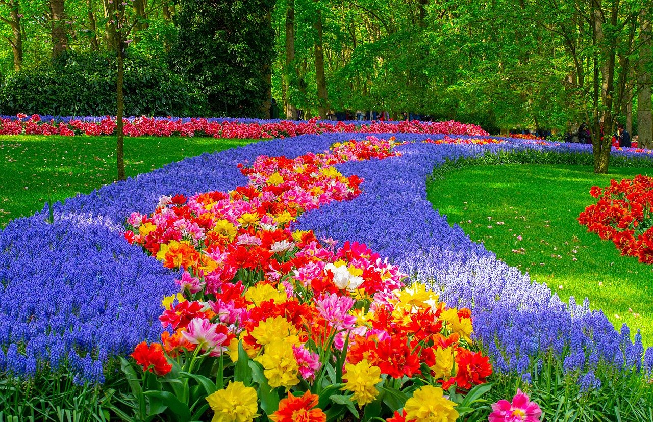 Tulip Time in Amsterdam
