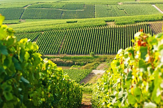 3 Day / 2 Night Post-Trip Extension to Champagne - Shared Room - Price is per person. Each guest must book individually. (Minimum 4 ladies)