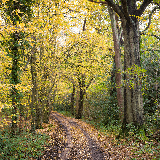 Explore Chiltern Hills
