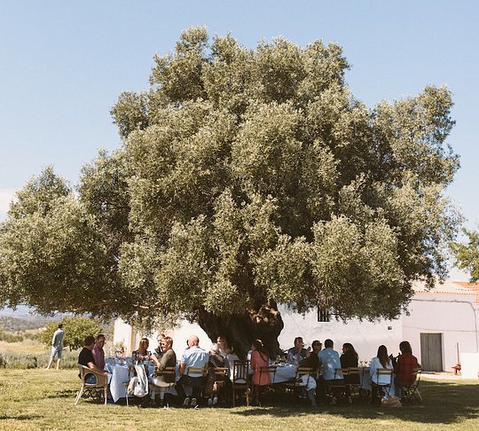 A two thousand years-old Olive Tree