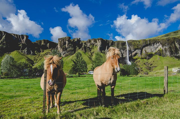 Horse Riding