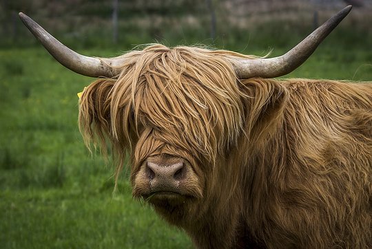 Highland Fling