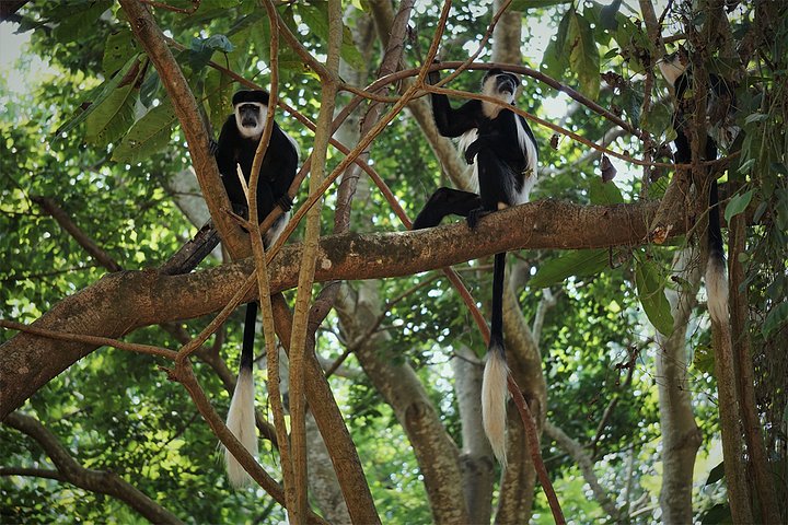 monkeys