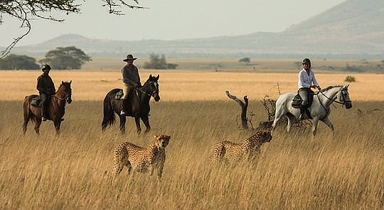 Horseback Safaris with Riding Wild