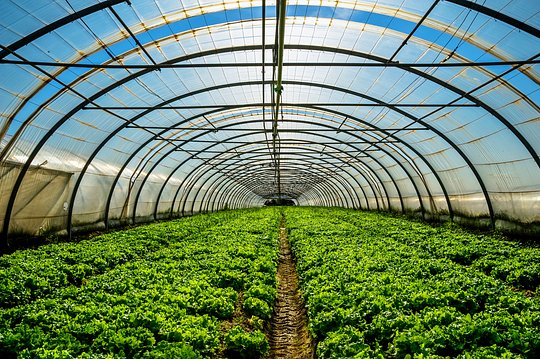 Tour an organic greenhouse farm