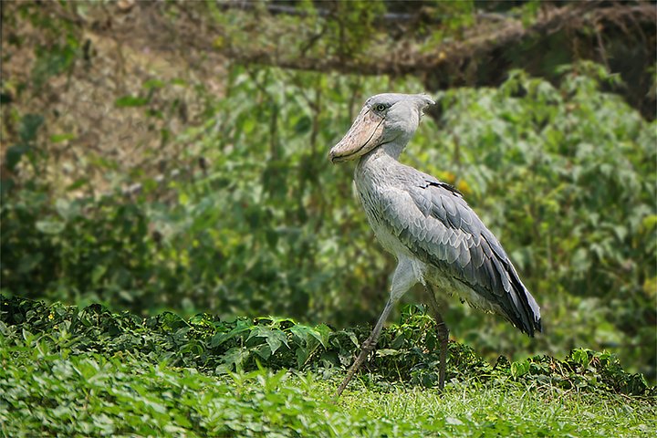 Shoebill