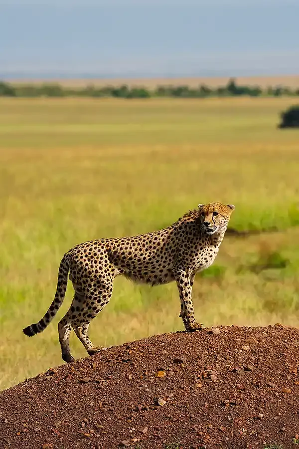 Safari and culture trips