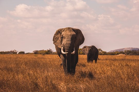 Finish witha Safari