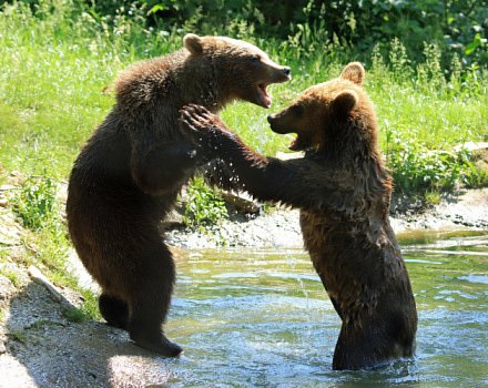Brown Bears