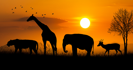 South Africa - Wildlife Wonders Odyssey