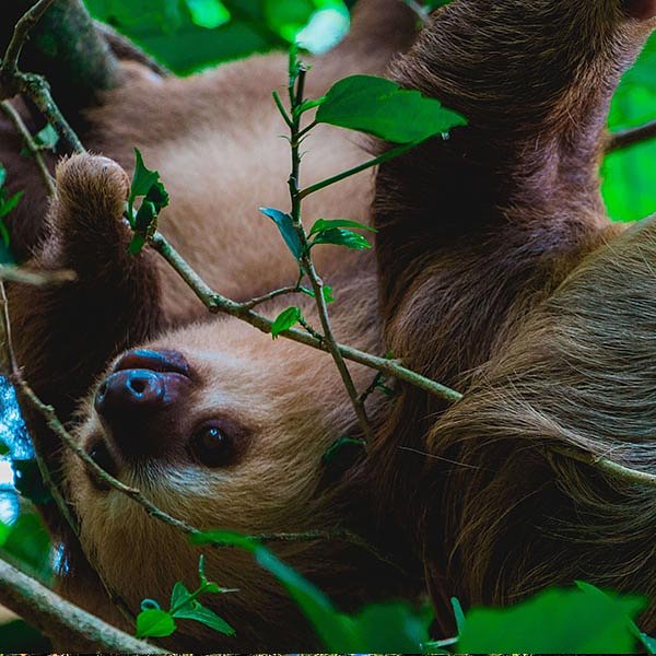 Sloth at Jaguar Rescue Center_Puerto Viejo travel