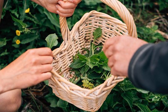 Forage and Feast