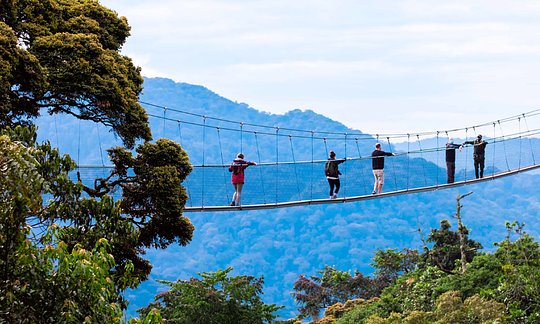 Experience Nyungwe Forest Canopy Walk