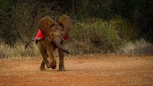 Elephant Orphanage Sanctuary + Nairobi National Park