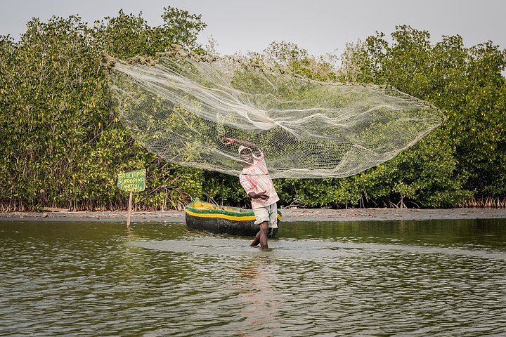 Mangroves3min