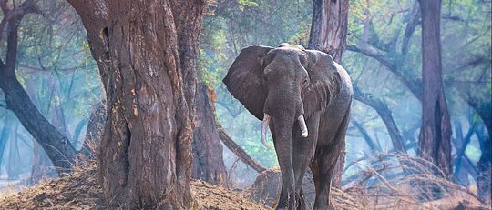 Yoga + Safari Conservation Retreat in Zimbabwe