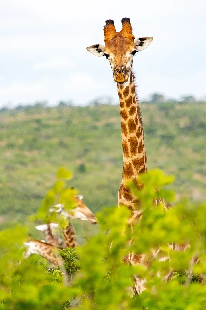 iStock1470140186