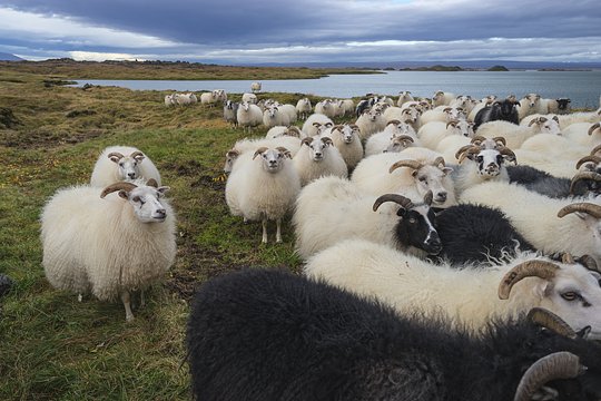 Experience the authentic Icelandic countryside at the family run Bjarteyjarsandur sheep farm