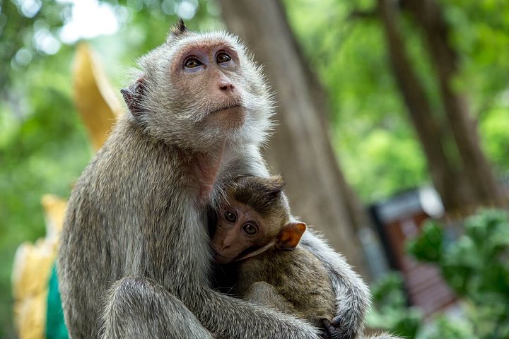 monkey family bali